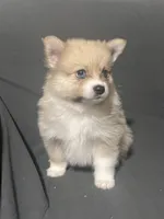 Male Pomeranian 2, a male Pomeranian for sale in Schenectady, NY – Photo 8 of 8