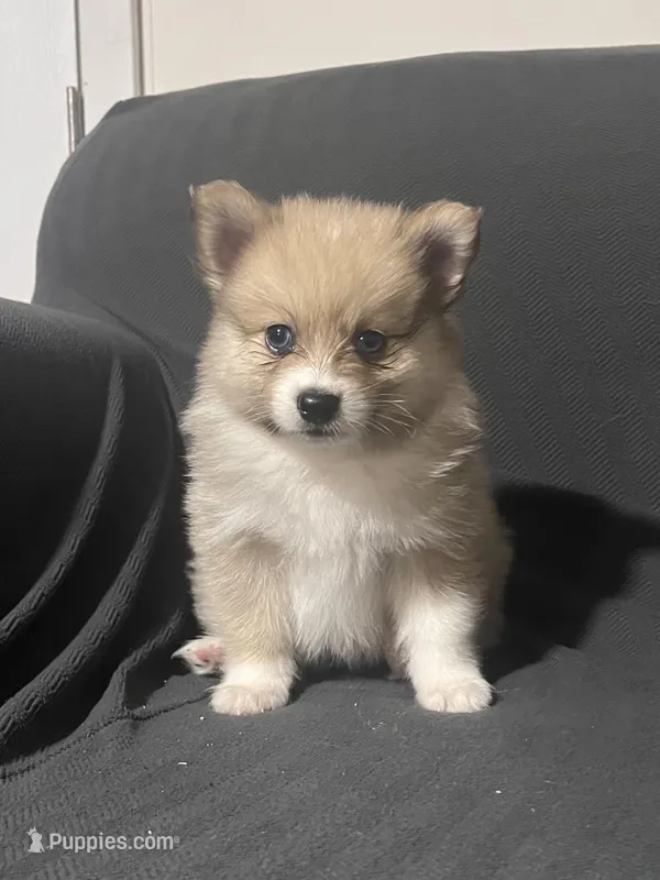 Male Pomeranian 2 – Pomeranian puppy for sale in Schenectady, NY