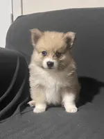 Male Pomeranian 2, a male Pomeranian for sale in Schenectady, NY – Photo 1 of 8