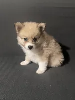 Male Pomeranian 2, a male Pomeranian for sale in Schenectady, NY – Photo 3 of 8