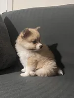 Male Pomeranian 2, a male Pomeranian for sale in Schenectady, NY – Photo 4 of 8