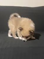 Male Pomeranian 2, a male Pomeranian for sale in Schenectady, NY – Photo 7 of 8