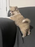 Male Pomeranian 2, a male Pomeranian for sale in Schenectady, NY – Photo 6 of 8