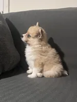 Male Pomeranian 2, a male Pomeranian for sale in Schenectady, NY – Photo 5 of 8