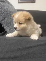 Male Pomeranian 4, a male Pomeranian for sale in Schenectady, NY – Photo 7 of 8