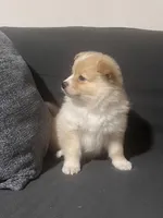 Male Pomeranian 4, a male Pomeranian for sale in Schenectady, NY – Photo 6 of 8