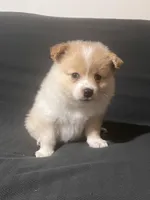 Male Pomeranian 4, a male Pomeranian for sale in Schenectady, NY – Photo 4 of 8