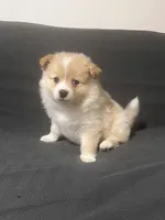 Male Pomeranian 4, a male Pomeranian for sale in Schenectady, NY – Photo 5 of 8