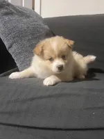 Male Pomeranian 4, a male Pomeranian for sale in Schenectady, NY – Photo 2 of 8