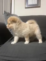 Male Pomeranian 4, a male Pomeranian for sale in Schenectady, NY – Photo 8 of 8