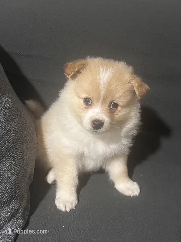 Male Pomeranian 4 – Pomeranian puppy for sale in Schenectady, NY