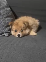 Male Pomeranian 1, a male Pomeranian for sale in Schenectady, NY – Photo 4 of 8