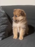 Male Pomeranian 1, a male Pomeranian for sale in Schenectady, NY – Photo 6 of 8