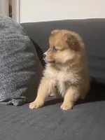 Male Pomeranian 1, a male Pomeranian for sale in Schenectady, NY – Photo 5 of 8