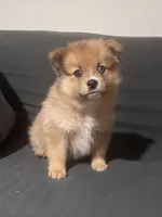 Male Pomeranian 1, a male Pomeranian for sale in Schenectady, NY – Photo 2 of 8