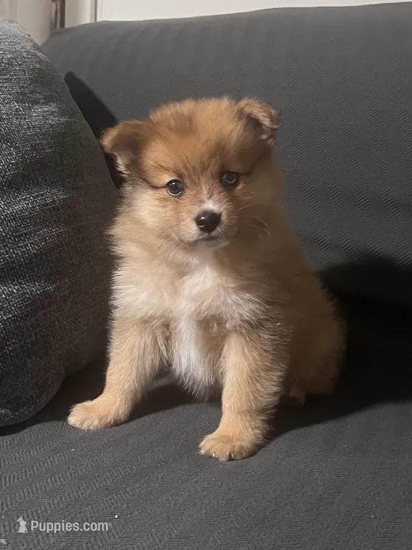 Male Pomeranian 1 – Pomeranian puppy for sale in Schenectady, NY