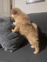 Male Pomeranian 1, a male Pomeranian for sale in Schenectady, NY – Photo 7 of 8