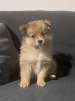 Male Pomeranian 1, a male Pomeranian for sale in Schenectady, NY – Photo 8 of 8
