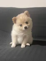 Female Pomeranian 1, a female Pomeranian for sale in Schenectady, NY – Photo 2 of 8