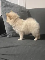 Female Pomeranian 1, a female Pomeranian for sale in Schenectady, NY – Photo 8 of 8