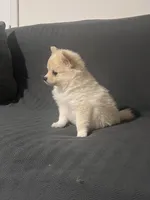 Female Pomeranian 1, a female Pomeranian for sale in Schenectady, NY – Photo 6 of 8