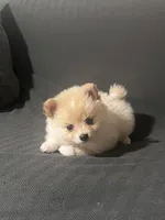 Female Pomeranian 1, a female Pomeranian for sale in Schenectady, NY – Photo 3 of 8