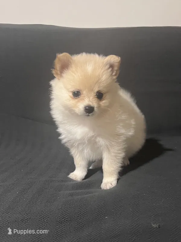 Female Pomeranian 1 – Pomeranian puppy for sale in Schenectady, NY