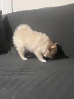 Female Pomeranian 1, a female Pomeranian for sale in Schenectady, NY – Photo 7 of 8