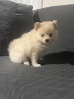 Female Pomeranian 1, a female Pomeranian for sale in Schenectady, NY – Photo 5 of 8