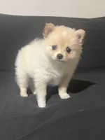 Female Pomeranian 1, a female Pomeranian for sale in Schenectady, NY – Photo 4 of 8