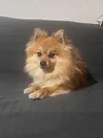 Ringo, a male Pomeranian for sale in Schenectady, NY – Photo 5 of 8