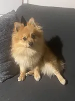 Ringo, a male Pomeranian for sale in Schenectady, NY – Photo 3 of 8