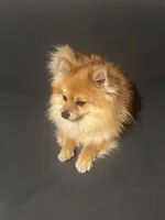 Ringo, a male Pomeranian for sale in Schenectady, NY – Photo 7 of 8