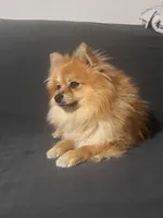 Ringo, a male Pomeranian for sale in Schenectady, NY – Photo 6 of 8