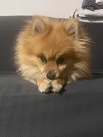 Ringo, a male Pomeranian for sale in Schenectady, NY – Photo 4 of 8