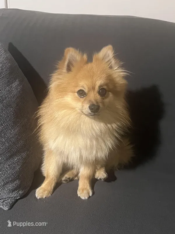 Ringo – Pomeranian puppy for sale in Schenectady, NY