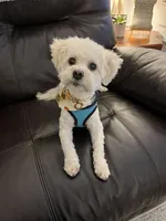 Tebow, a male Maltipoo for sale in Kings Mountain, NC – 2 of 9