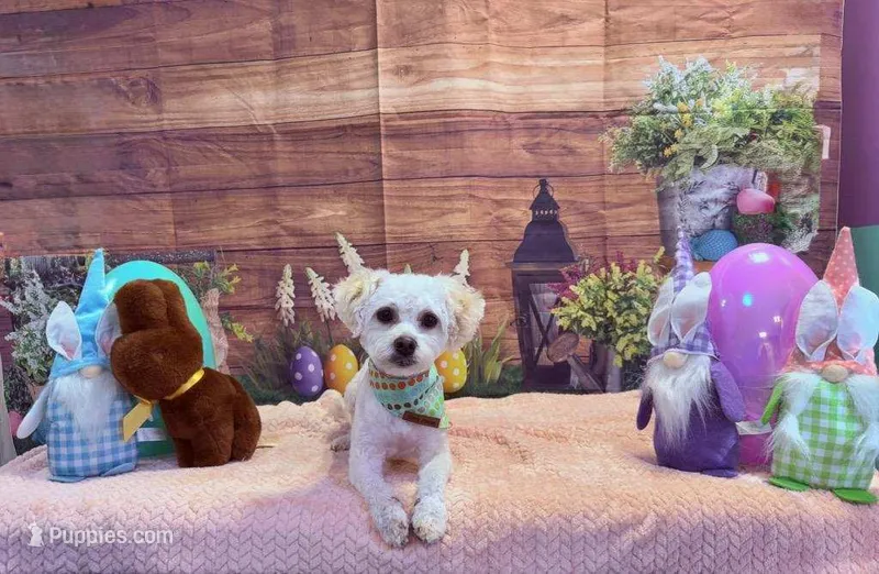 Tebow – Maltipoo puppy for sale in Kings Mountain, NC