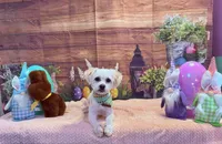 Tebow, a male Maltipoo for sale in Kings Mountain, NC – 1 of 9