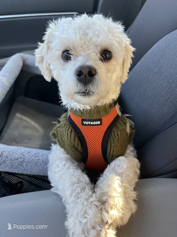 Tebow – Maltipoo puppy for sale in Kings Mountain, NC