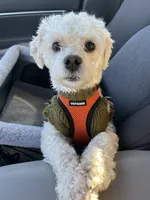 Tebow, a male Maltipoo for sale in Kings Mountain, NC – 5 of 9