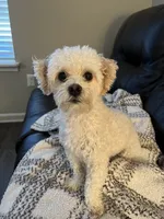 Tebow, a male Maltipoo for sale in Kings Mountain, NC – 6 of 9