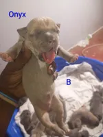 Onyx, a male American Bully for sale in Summerville, SC – Photo 1 of 2