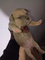 Dream, a female American Bully for sale in Summerville, SC – Photo 2 of 2