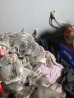 Winter, a female American Bully for sale in Summerville, SC – Photo 1 of 2