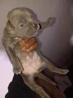 Winter, a female American Bully for sale in Summerville, SC – Photo 2 of 2