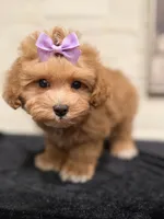 Maggie , a female Poodle - Miniature  and Bichpoo for sale in Staten Island, NY – 3 of 4