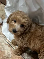 Bunny , a male Poodle - Toy  and Bichpoo for sale in Staten Island, NY – 8 of 8