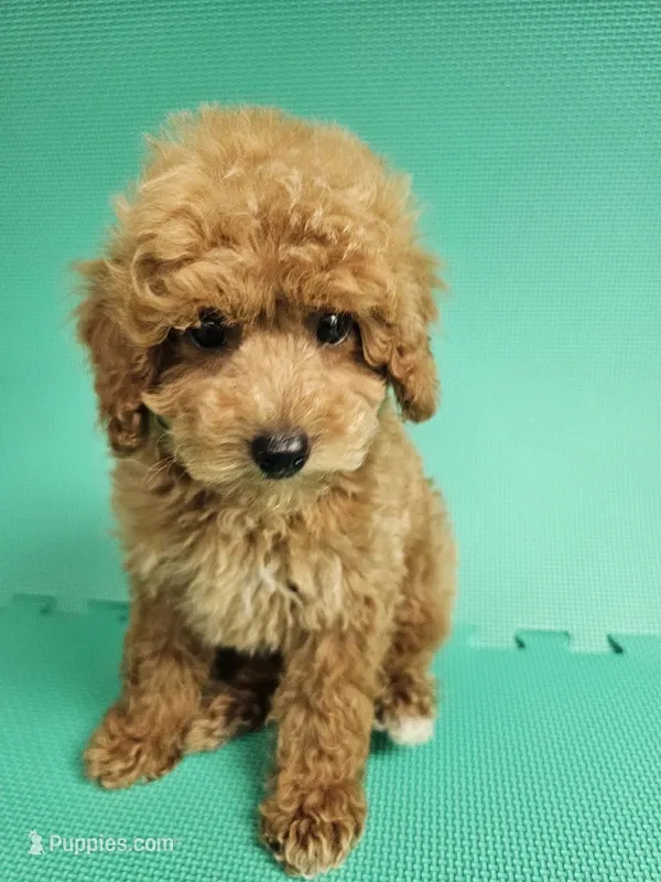 Louie – Bichpoo puppy for sale in New York, NY