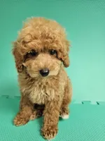 Louie, a male Bichpoo for sale in New York, NY – 1 of 4